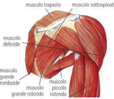 Figura 2.4: Composizione muscolare della spalla[23] 