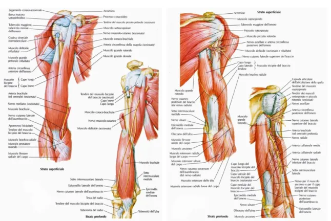 Fig. 2.6 – Muscoli braccio in vista anteriore (a sinistra) e posteriore (a destra)[22] 