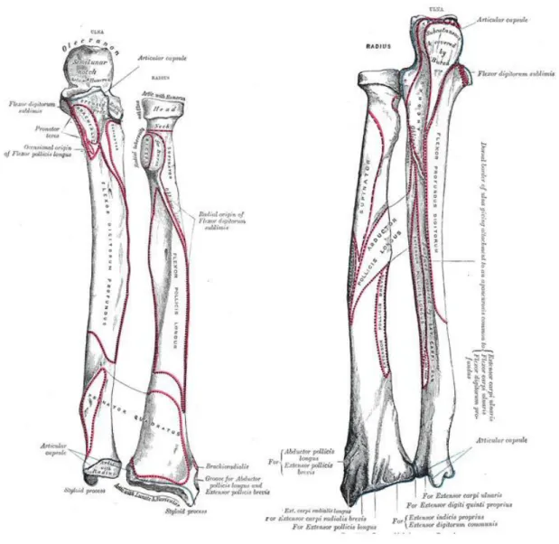 Fig. 2.7: a sinistra l'anatomia ossea dell'avambraccio anteriore; a destra l'anatomia ossea  dell'avambraccio posteriore[22]