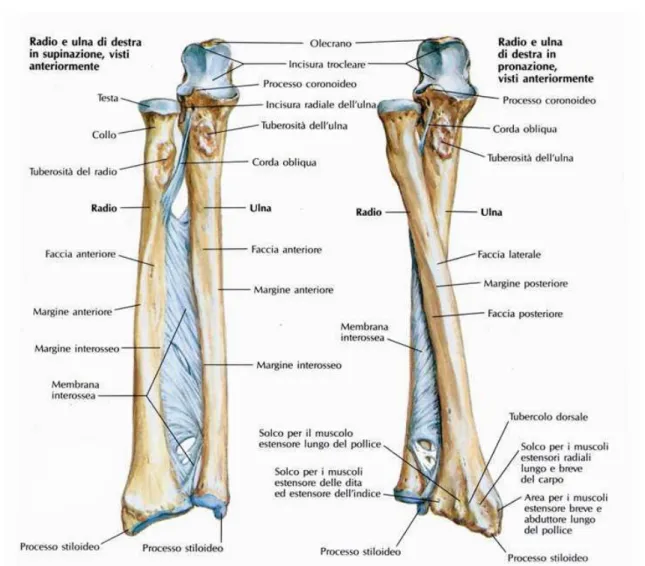 Fig. 2.10: Ossa nell’ avambraccio: radio e ulna durante i movimenti di supinazione e di pronazione.[24] 