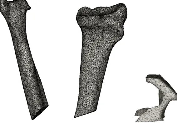 Figure 21. Ulna, Radius and Cartilage meshes after “Smoothing” and “Remesh”&#34;