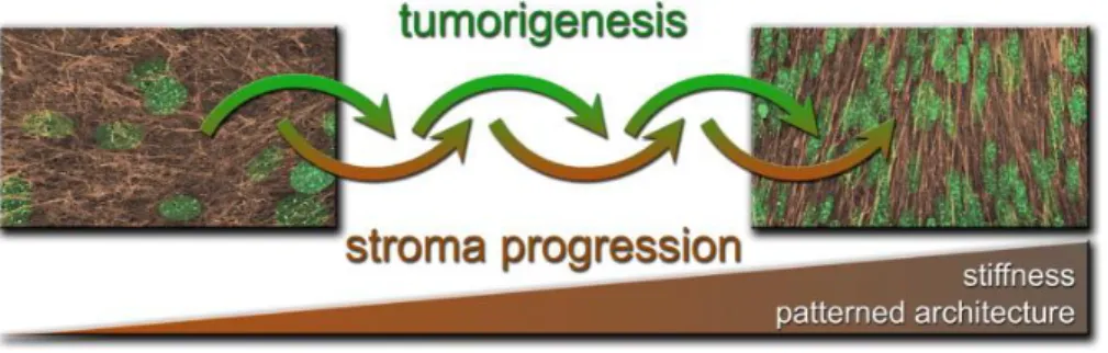 Figura  8  –  Schema  che  descrive  come  la  tumorogenesi  e  la  progressione  stromale  mesenchimale  siano  due processi che si influenzano reciprocamente
