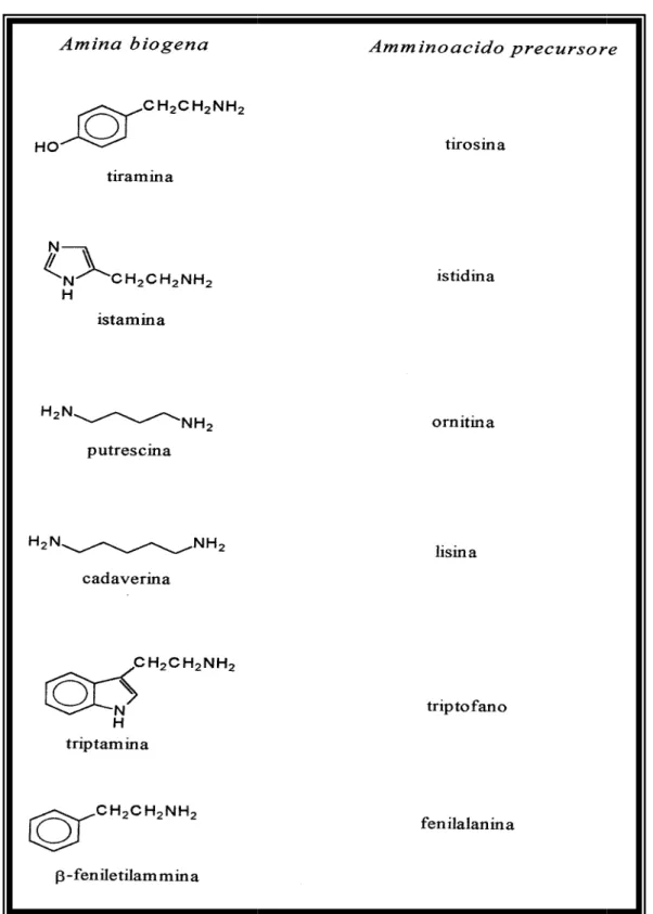 Figura 3.1: Amine biogene e aminoacidi precursori