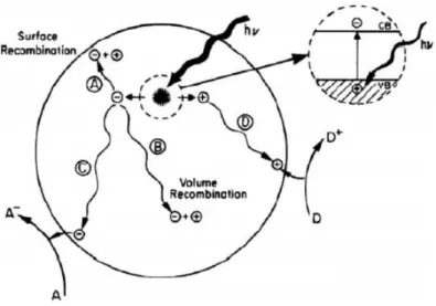 Figura 1.5: Schema della fotoeccitazione in un solido e dei possibili meccanismi di diseccitazione [3].
