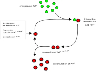 Figure 3.4: Heterodimer model of prion replication mechanism: a single PrP Sc molecule binds to a single PrP C molecule and catalyzes its conversion into PrP Sc 