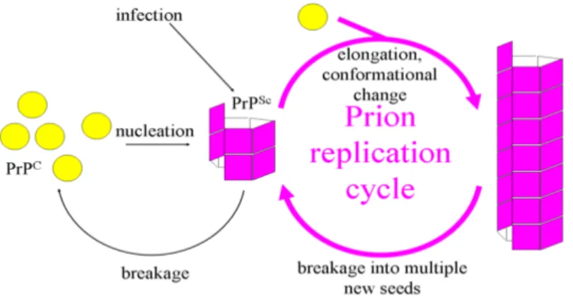 Figure 3.5: Fibril model of prion replication mechanism: it starts from the assumption that PrP Sc exists only as fibrils