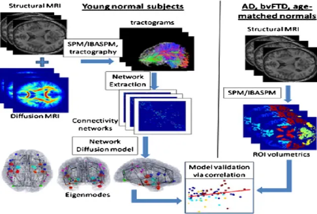 Figure 4.1: Diagram of the processing steps of the Network Diffusion Model: (left) ”Healthy brain network” is obtained by MRI scans of 14 young  vol-unteers followed by whole brain tractograpy