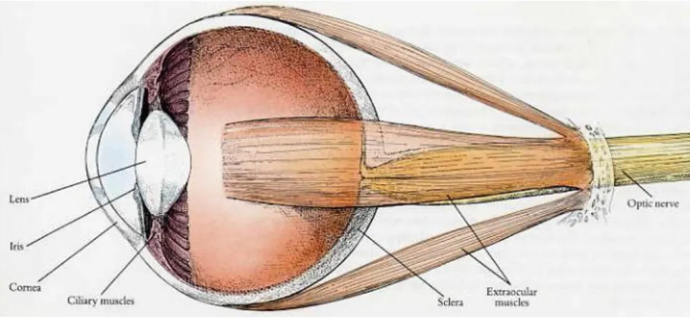 Figura 2.1: Il bulbo oculare e i muscoli che ne controllano la posizione. La cornea e il cristallino mettono a fuoco i raggi di luce sulla parte posteriore dell’occhio
