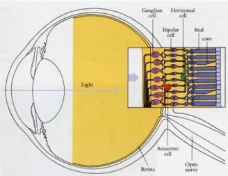 Figura 2.2: L’ingrandimento della retina sulla destra mostra le posizioni re- re-lative dei tre strati retinici