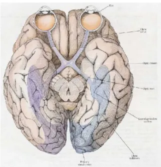 Figura 2.4: Veduta dal basso delle vie visive del cervello umano, dagli occhi alla corteccia visiva primaria.[8]