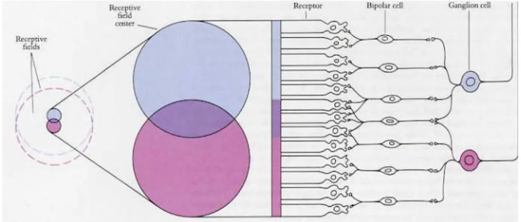 Figura 2.7: Due cellule gangliari vicine ricevono i loro input, lungo la via diretta, da due zone recettoriali che possono essere in parte sovrapposte