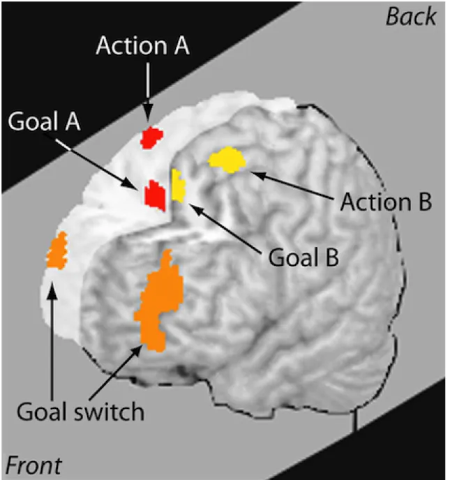 Figura 2.1: Zone del cervello umano sollecitate da un comportamento multitasking.
