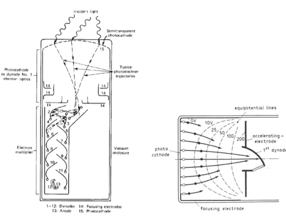 Figura 3.1: Schema interno di un fotomoltiplicatore in cui ` e mostrata la catena di dinodi (sinistra) e zoom nella regione del catodo, dove il campo elettrico focalizza gli elettroni sul primo dinodo (destra).