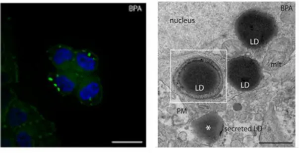 Figura 1.2 a (sin): alla concentrazione di BPA di 300 ng/mL si ha un aumento del contenuto di lipidi neutri  nelle cellule epatiche di ratto (Grasselli et al., 2013)