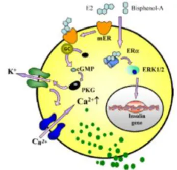 Figura 1.3: schema delle cellule beta del pancreas in cui il BPA causa rilascio di insulina    