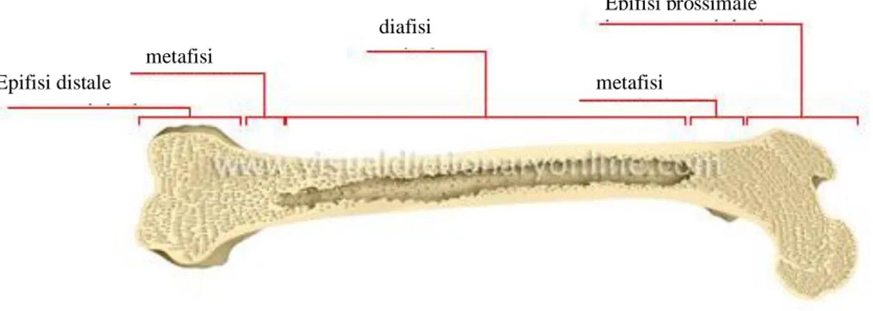 Figura 1.2 – Morfologia osso lungo 