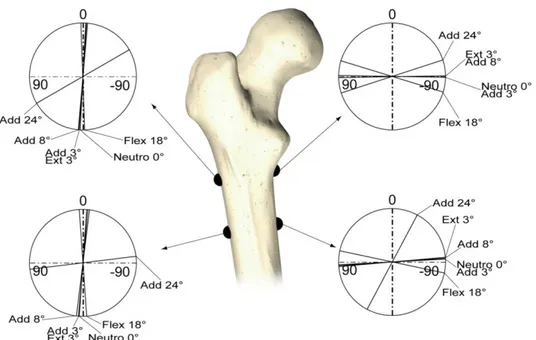 Figura 2.2 - Direzione della deformazione principale di trazione del femore nelle prove di  simulazione di azioni quotidiane in campo elastico (Cammertoni, 2011) 