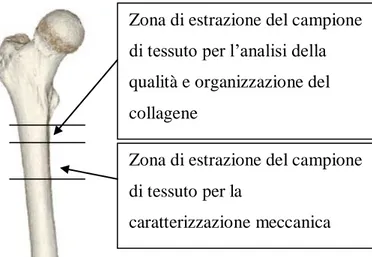 Figura 2.5 – identificazione delle zone di estrazione dei campioni di tessuto 