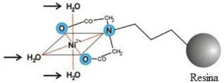 Fig. 3.5  Schema del legame dell’acido imminodiacetico con il Ni 2+ ; in evidenza le posizioni di legame  libere per la proteina (frecce)