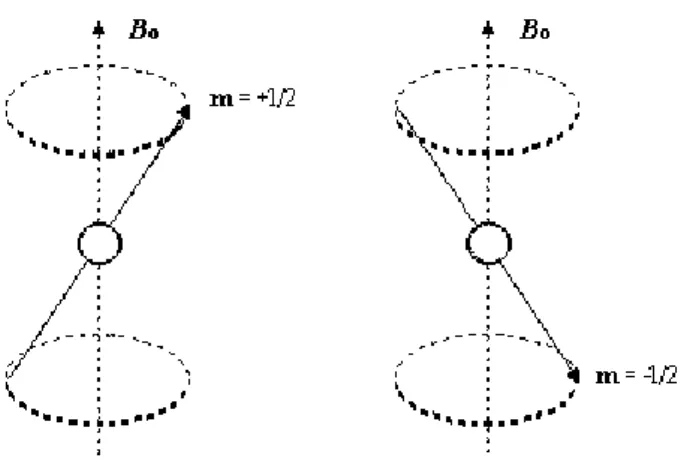 Fig. 3.2 Possibili orientamenti dei nuclei di  1 H e  13 C in presenza di campo magnetico