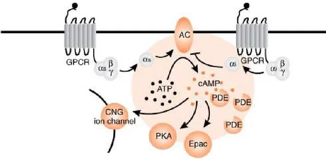 Figura  1.6.  Illustrazione  del  pattern  di  trasduzione  AMPc  dipendente  in  cui  sono  raffigurati  i  principali  complessi  proteici:  i  recettori  GPCR,  l’Adenilil  ciclasi  (AC)  e  la  protein  chinasi  a  (PKA) (Mosenden e Taskèn, 2011) 