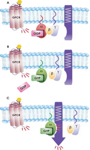 Figura  1.7  Meccanismo  di  attivazione  e  trasduzione  del  segnale  AMPc  dipendente  ad  opera  della  proteina  G  (fonte: www.caymanchem.com) 