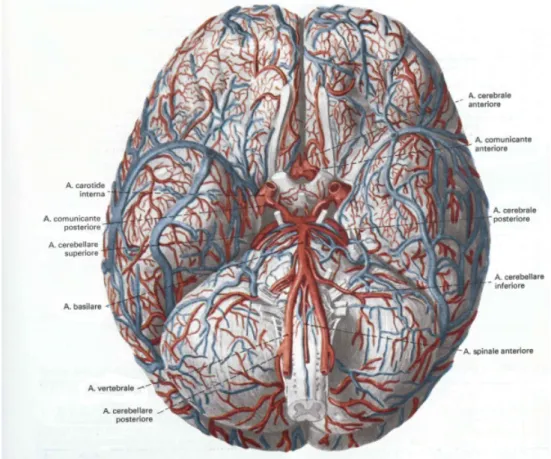 Figura 1.1: Distribuzione delle arterie e delle vene sulla faccia inferiore dell’encefalo: nella parte centrale della superficie encefalica si trova il poligono arterioso (di Willis) che si costituisce per anastomosi di vasi originati dalle arterie vertebr
