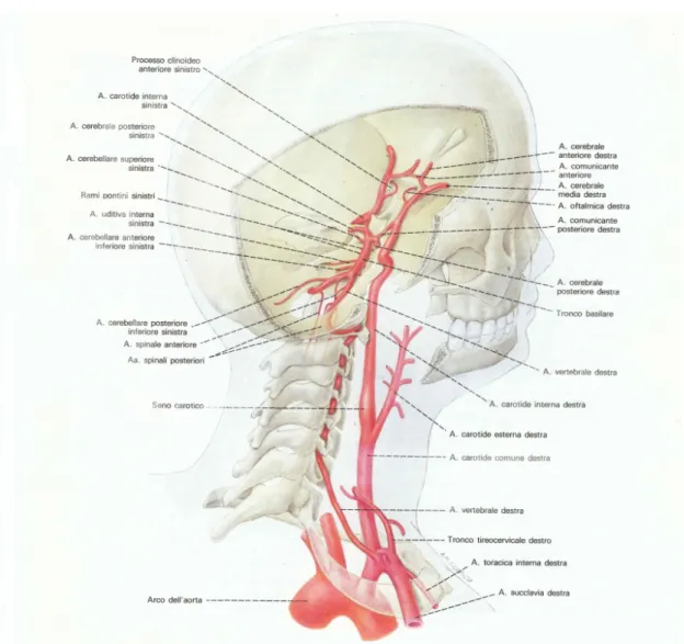 Figura 1.2: Decorso e rami delle arterie carotide interna e vertebrale, nel collo e nella cavit` a cranica