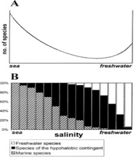 Figura 1. Schema della distribuzione delle specie nelle zone di transizione tra il mare e l'acqua dolce
