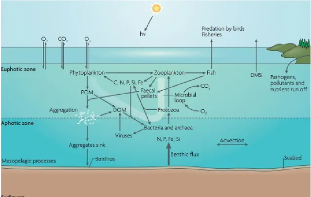 Figura 8. Schema di un ecosistema marino strutturato dalla componente microbica. In evidenza il ruolo del microbial loop nel restituire parte di DOM alla catena trofica classica (da Azam &amp;