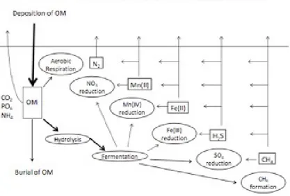 Figura 9. Sequenza diagenetica