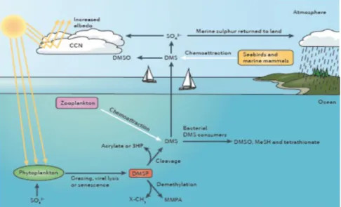 Figura 11. Trasformazione del DMSP negli ambienti marini e Ipotesi CLAW