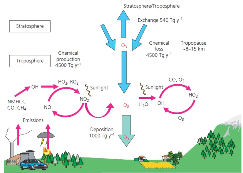 Figura 1.7: Schema dei processi di formazione e rimozione dell'ozono troposferico [6].