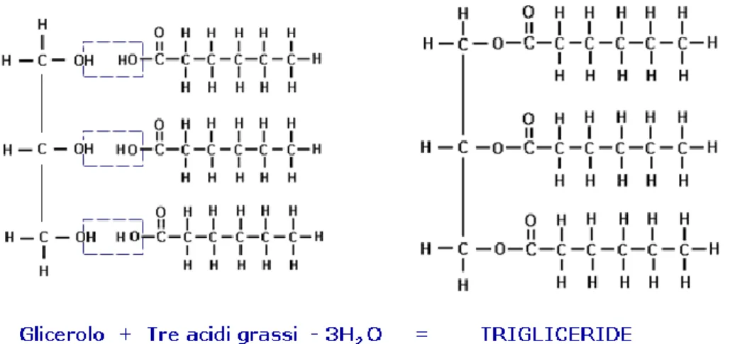 Fig. 2 Composizione di un trigliceride 