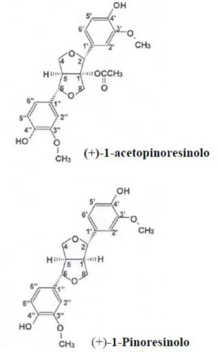 Fig. 10: struttura chimica dell’(+)-1-acetossipinoresinolo e dell’ (+)-1-pinoresinolo 