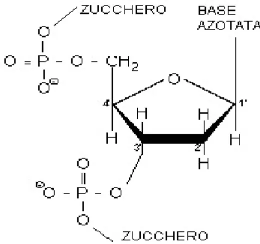Figura 1.1: struttura di un nucleotide