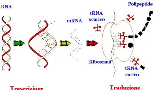 Figura 1.2: processo di sintesi proteica