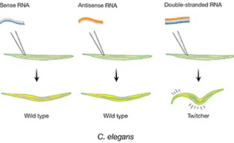 Figura 1.4: Solo il dsRNA produce mutazioni in C. elegans [2]