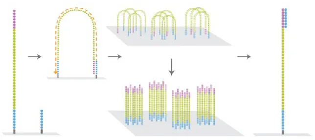 Figura 2.3: fase di amplicazione: è possibile notare le caratteristiche strutture a ponte [10]