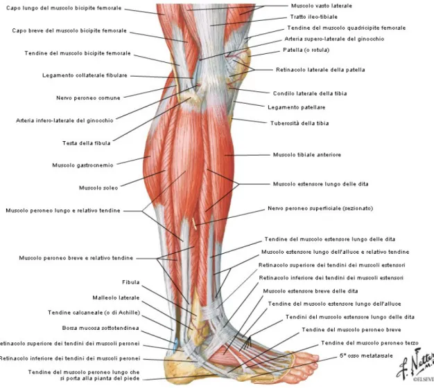 Fig. 1.6. Muscoli della gamba; veduta laterale. Fonte: [5].