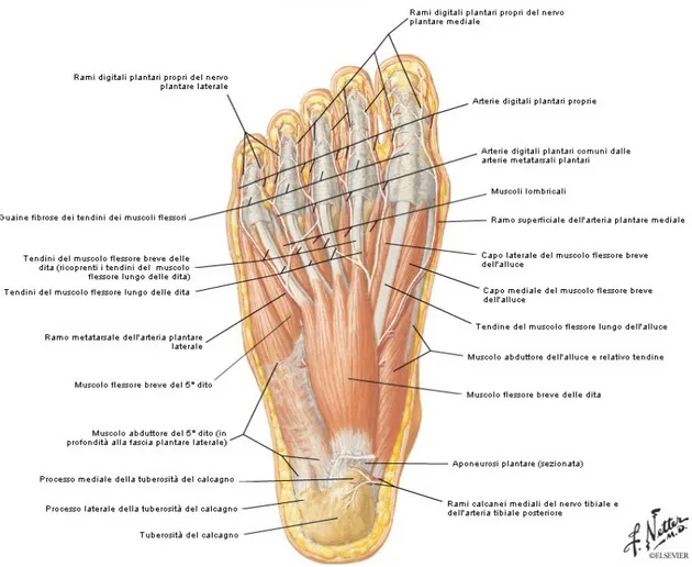 Fig. 1.7. Muscoli della pianta del piede, primo strato superficiale. Fonte: [5].