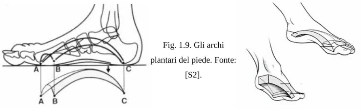 Fig. 1.9. Gli archi  plantari del piede. Fonte: 