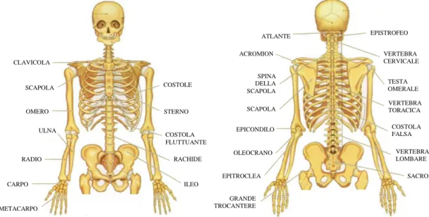 Fig. 1.1: rappresentazione di ossa e articolazioni dell’arto superiore 