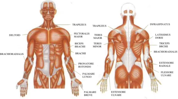 Fig. 1.2: rappresentazione dei muscoli dell’arto superiore  