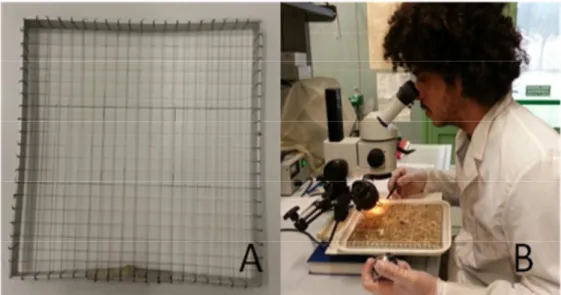 Figura 7: A: reticolato di 400 celle da 1 cm²; B: analisi di frequenza allo stereoscopio con  reticolato sopra il  pannello