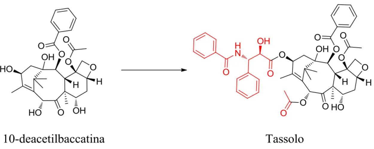 Figura 1.3: Strutture del tassolo e del suo precursore, 10-deacetilbaccatina 