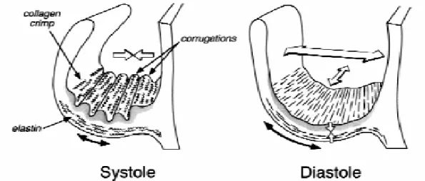 Figura 1.3: Sistole(contrazione) e diastole(rilassamento) del cuore 