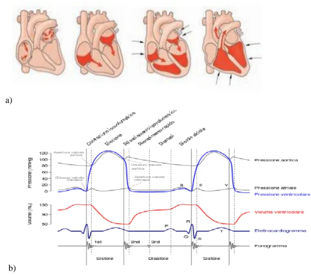 Figura 1.5a e 1.5b : Le fasi principali del ciclo cardiaco, il tracciato ECG e l’andamento delle  pressioni e volumi nel ciclo