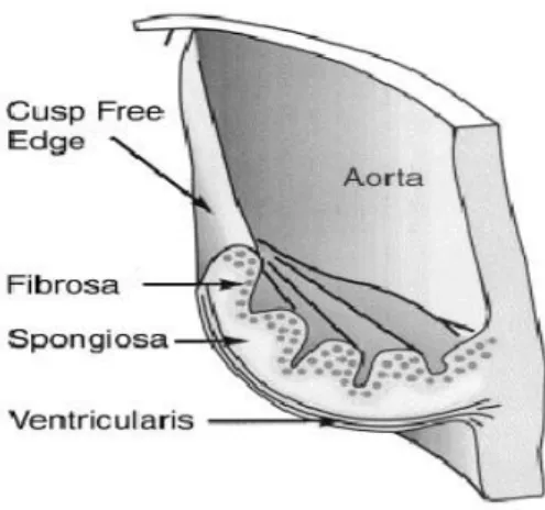 Figura 1.9: Sezione della valvola aortica 