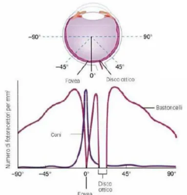 Figura 1.3: Distribuzione di coni e bastoncelli nella retina. 